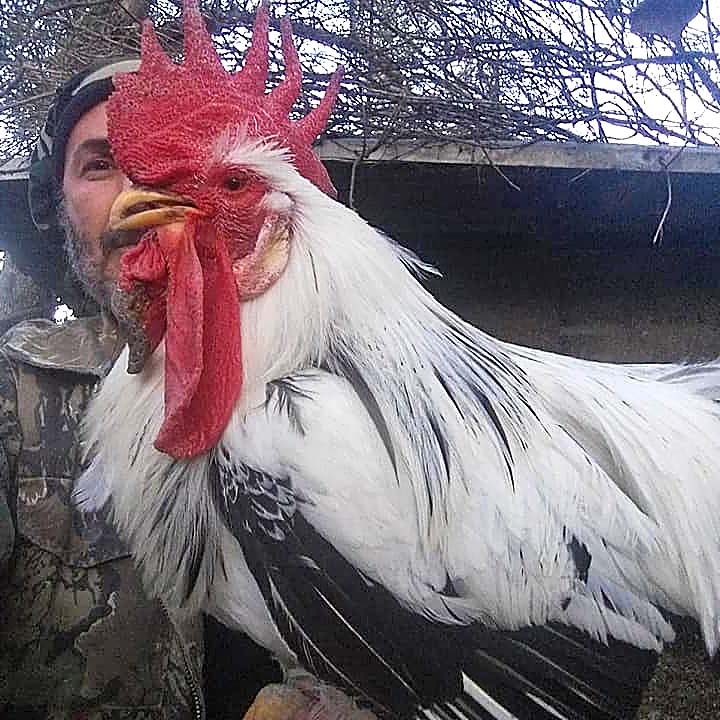Italianer Columbian Leghorn
