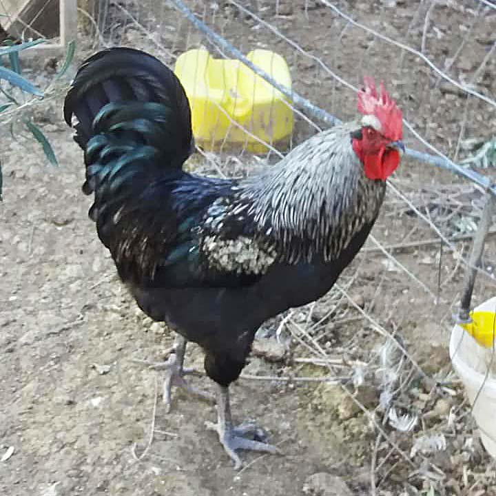 Ντοπιες κοτες Κοσσαρας