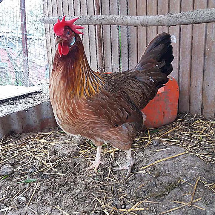Italianer Gold Leghorn