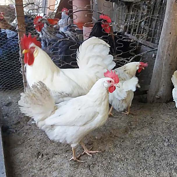 Italianer  White Leghorn