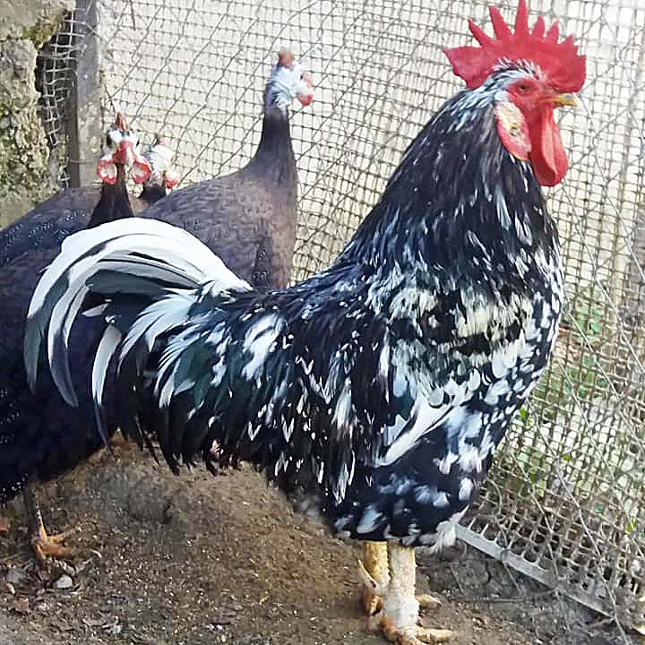 Italianer Motley Leghorn
