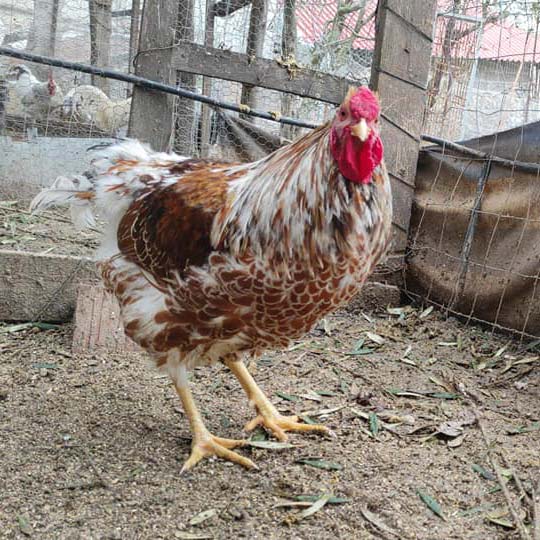 Wyandotte04