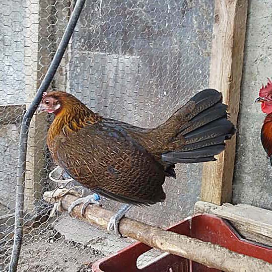 junglefowl01