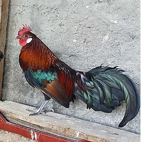 Red Junglefowl gallus gallus