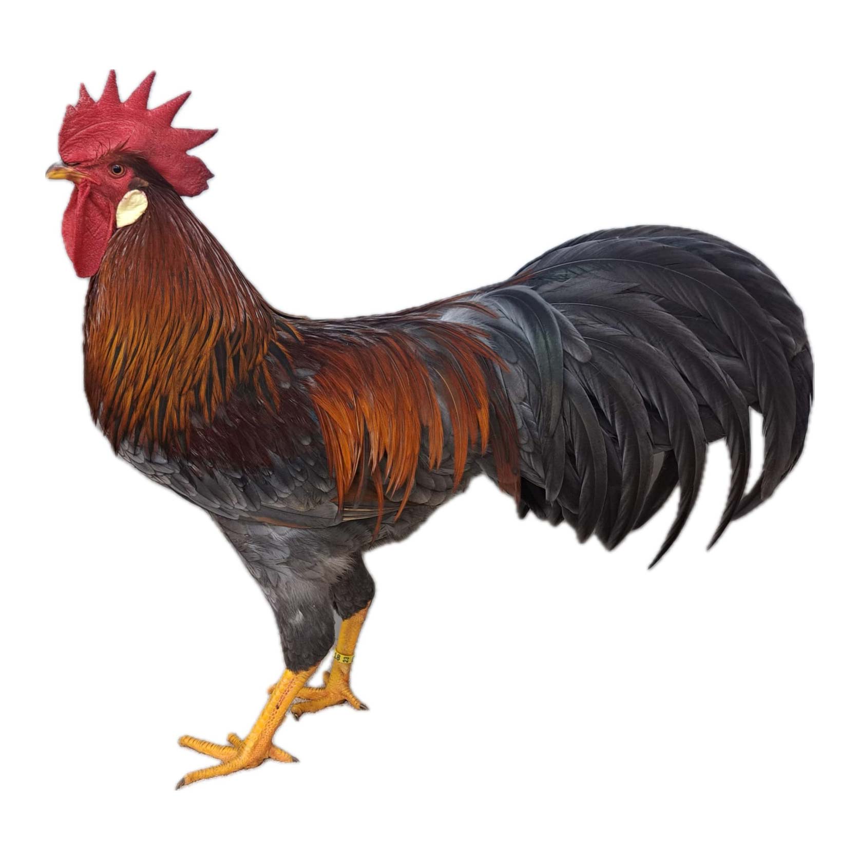 Italiener Blue Partridge