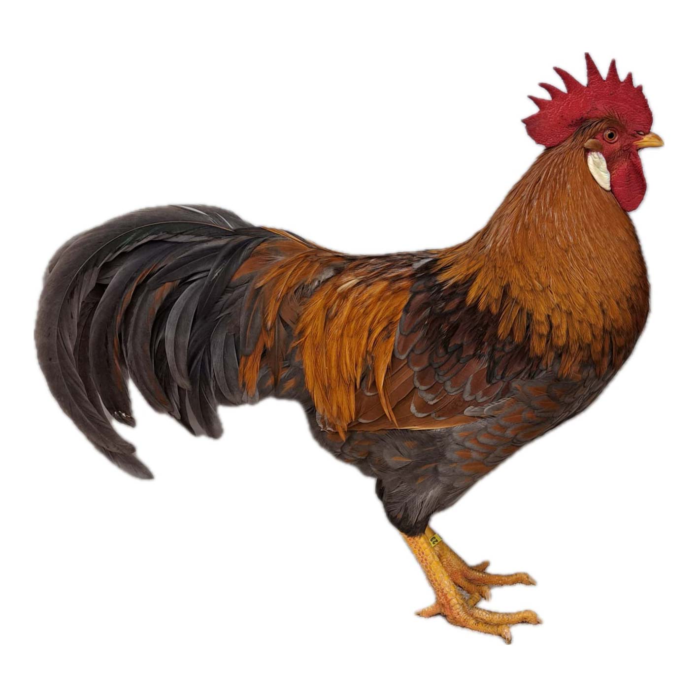 Italiener Golden Laced Blue