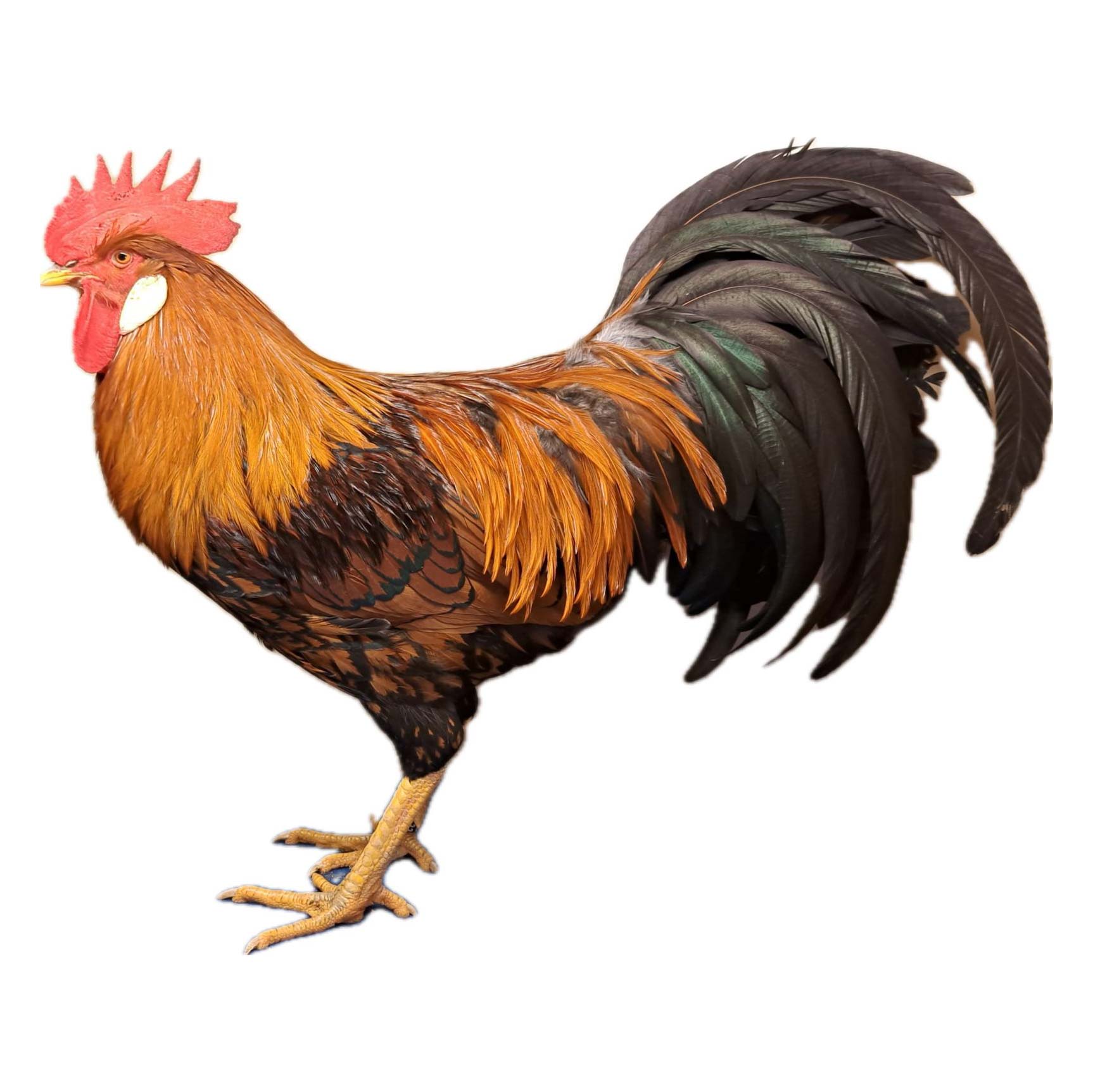 Italiener Cold Laced