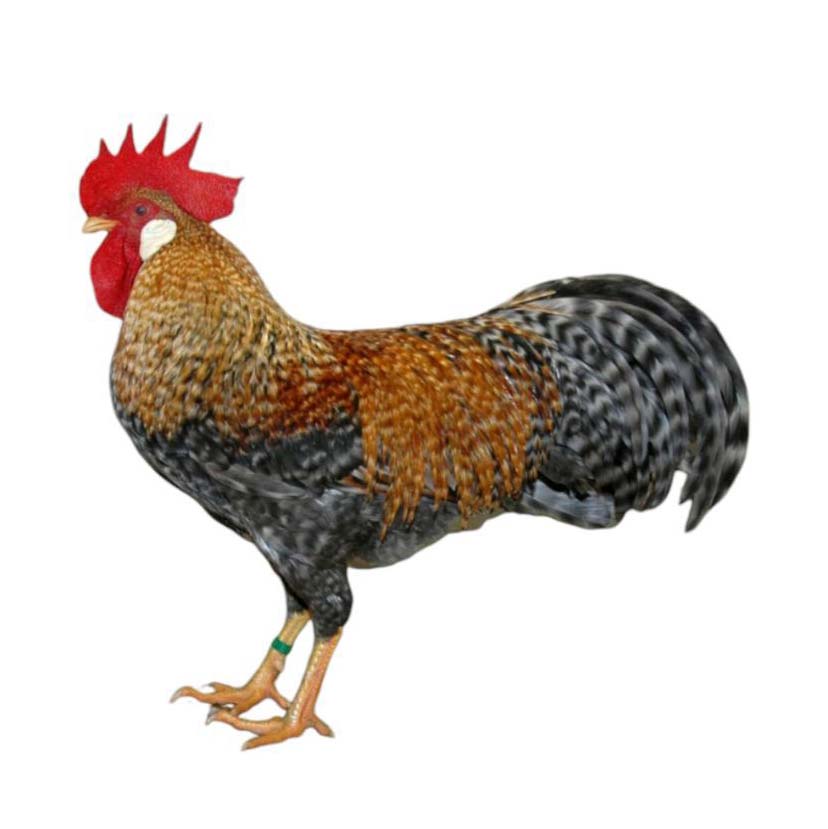 Italiener Red Kuku Crele